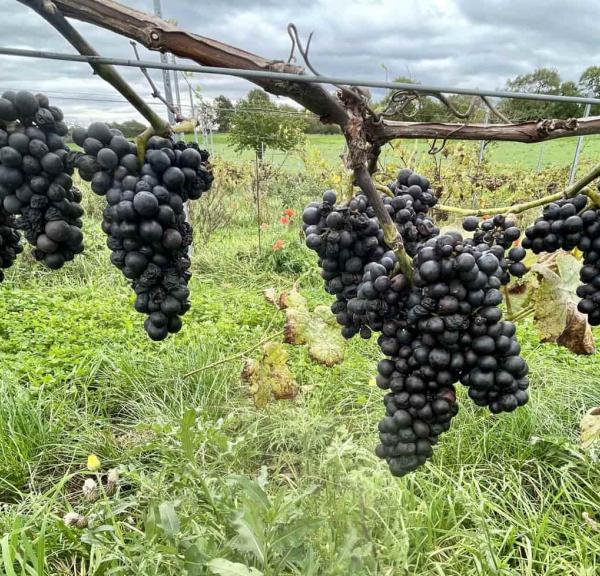 Wine harvest at Garbolund