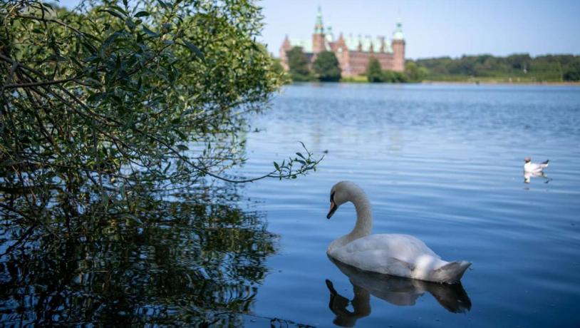Svane på den eventyrlige Slotssø med Frederiksborg Slot i Hillerød