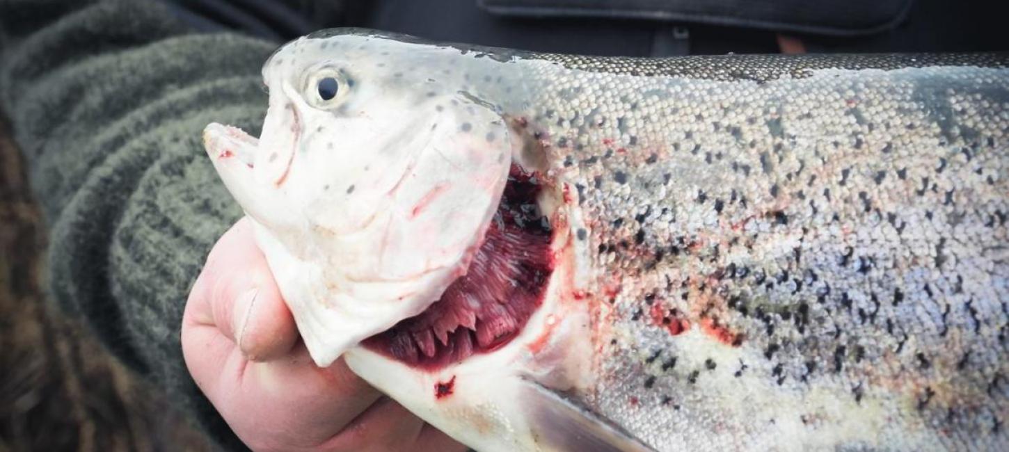 Fisk holdes i to hænder og er fanget i Nordsjælland